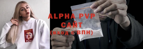 сатива Новозыбков